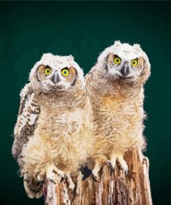 Owl Couple Birds paint by number