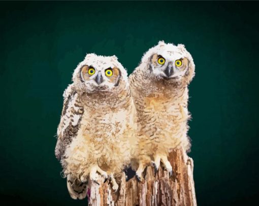 Owl Couple Birds paint by number