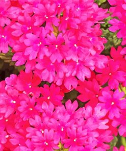 Pink Verbena Flowers paint by number