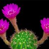 Pink Flowers Blooming Cactus paint by number