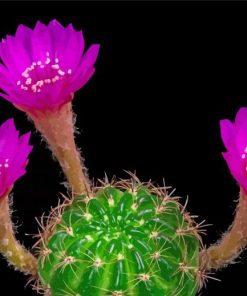 Pink Flowers Blooming Cactus paint by number