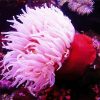 Pink Sea Anemone paint by number