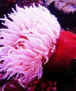 Pink Sea Anemone paint by number