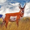 Pronghorn Animal paint by number