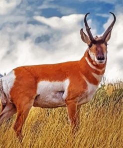 Pronghorn Animal paint by number