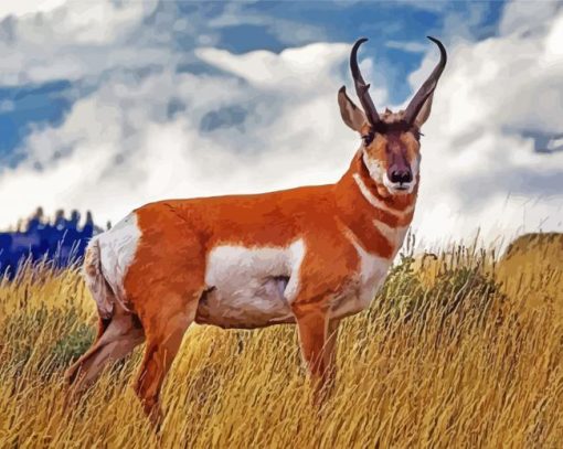 Pronghorn Animal paint by number