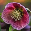 Purple Hellebore Flower paint by number