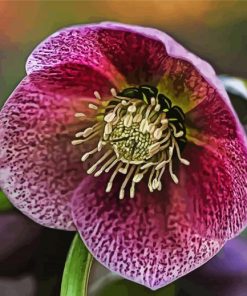 Purple Hellebore Flower paint by number