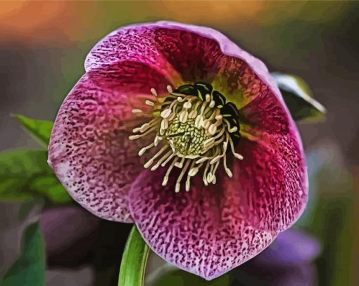 Purple Hellebore Flower paint by number