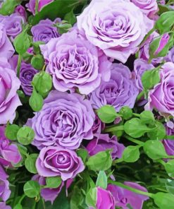 Purple Lilac Rose paint by number