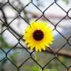 Yellow Flowers And Fence paint by number