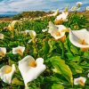 Arum Lilies In Field paint by number