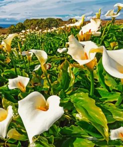 Arum Lilies In Field paint by number