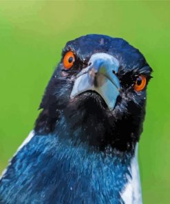 Australian Magpies Face paint by number