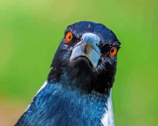 Australian Magpies Face paint by number