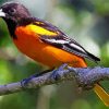 Baltimore Oriole On Branch paint by number