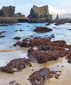 Beach Tide Pool paint by number