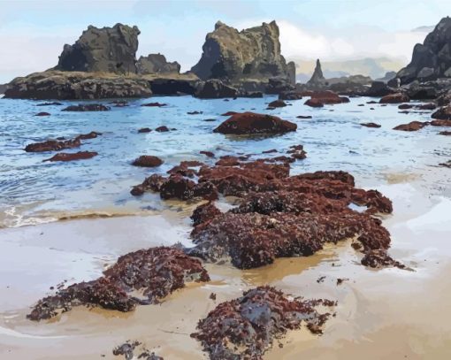 Beach Tide Pool paint by number