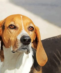 Black And Brown American Foxhound Dog paint by number