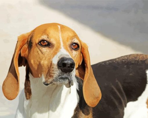 Black And Brown American Foxhound Dog paint by number