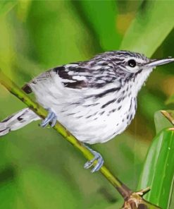 Black And White Warbler On Stick paint by number