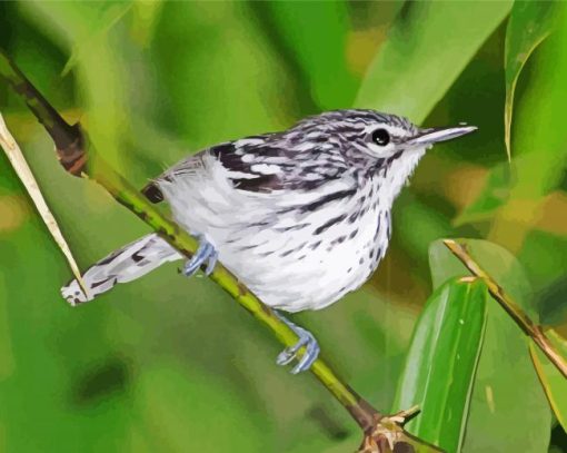 Black And White Warbler On Stick paint by number