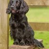 Black English Cocker Spaniel paint by number