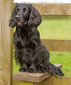 Black English Cocker Spaniel paint by number