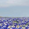 Blue Wildflowers Field paint by number