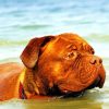 Bordeaux Mastiff In Water Paint by number