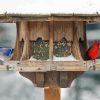 Cardinal And Blue Jay At Bird Feeder paint by number