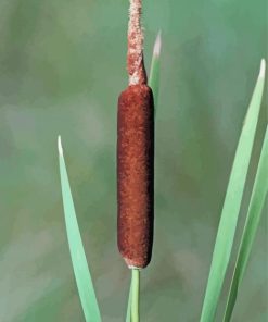 Cattail Plant paint by number