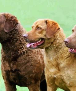 Chesapeake Bay Retriever Dogs paint by number