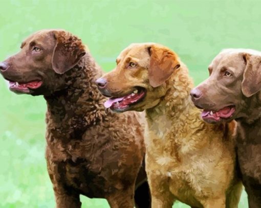 Chesapeake Bay Retriever Dogs paint by number