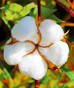 Close Up Cotton Flower paint by number