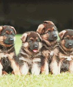 Cute German Shepherd Puppies paint by number