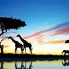 Elephant And Giraffes Lake Reflection Silhouette paint by number