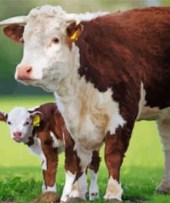 Hereford Cow paint by number