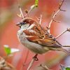 House Sparrow On A Branch paint by number