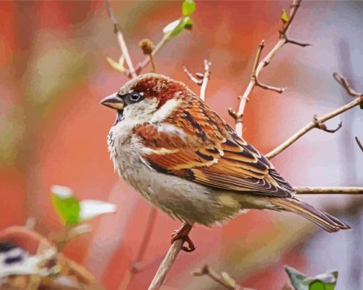 House Sparrow On A Branch paint by number