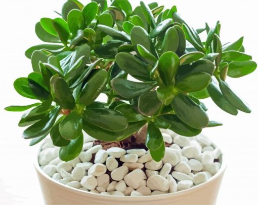 Jade Plant paint by number