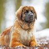 Leonberger Dog Animal paint by number