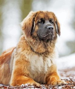 Leonberger Dog Animal paint by number