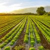 Lettuce Plant Fields paint by number