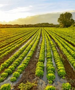 Lettuce Plant Fields paint by number