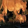 Lioness And Baby Cubs paint by number