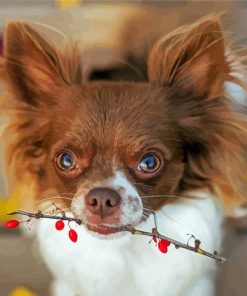 Long Haired Chihuahua Dog paint by number