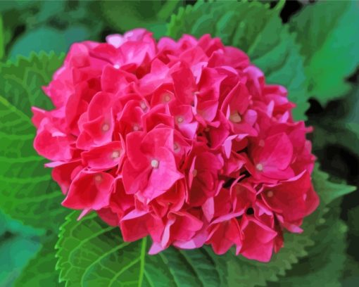 Pink Hydrangeas Flowers paint by number