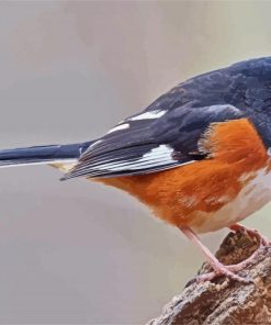 Towhee Bird paint by number