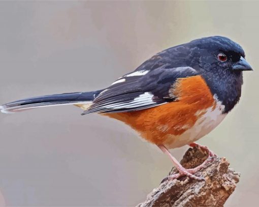 Towhee Bird paint by number